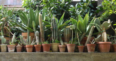 Zimmerpflanzen stehen aufgereiht in Töpfen auf einer Mauer.