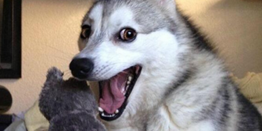 Wortspiel Meme: Ein lachender Hund