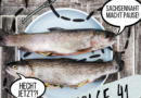 Text& Grafik: Zwei Fische: "Sachsennaht macht pause! Hecht jetzt?!" Folge 41