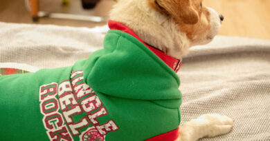 Ein Hund trägt einen "Ugly Christmas Sweater", einen Weihnachtspullover im Collegestil