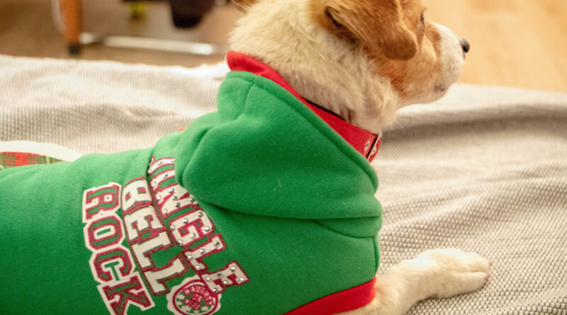 Ein Hund trägt einen "Ugly Christmas Sweater", einen Weihnachtspullover im Collegestil