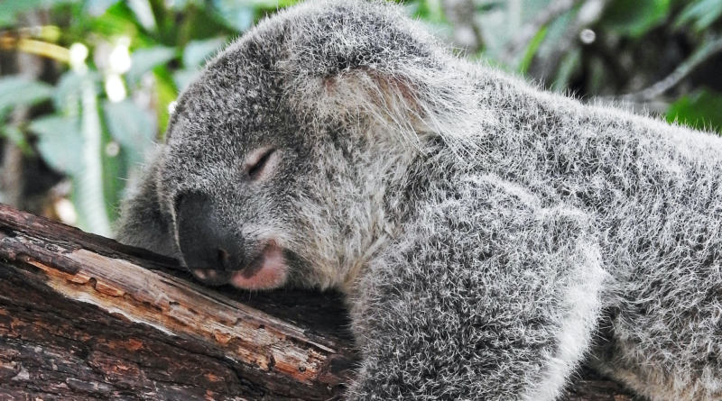 Tag des Schlafes: Ein Koala schläft auf einem Ast